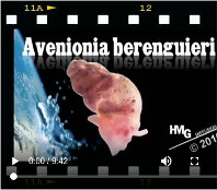 Avenionia berenguieri