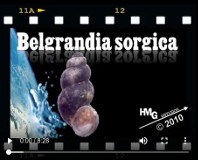 Belgrandia sorgica