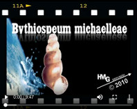 Bythiospeum michaelleae