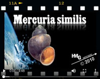 Mercuria similis