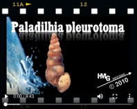 Paladilhia pleurotoma